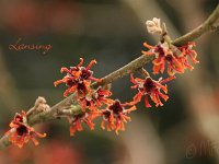 Hamamelis Lansing 2015 02 07 3173